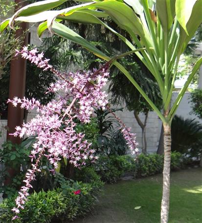 Cordyline fruticosa